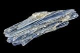 Vibrant Blue Kyanite Crystal Cluster - Brazil #113479-1
